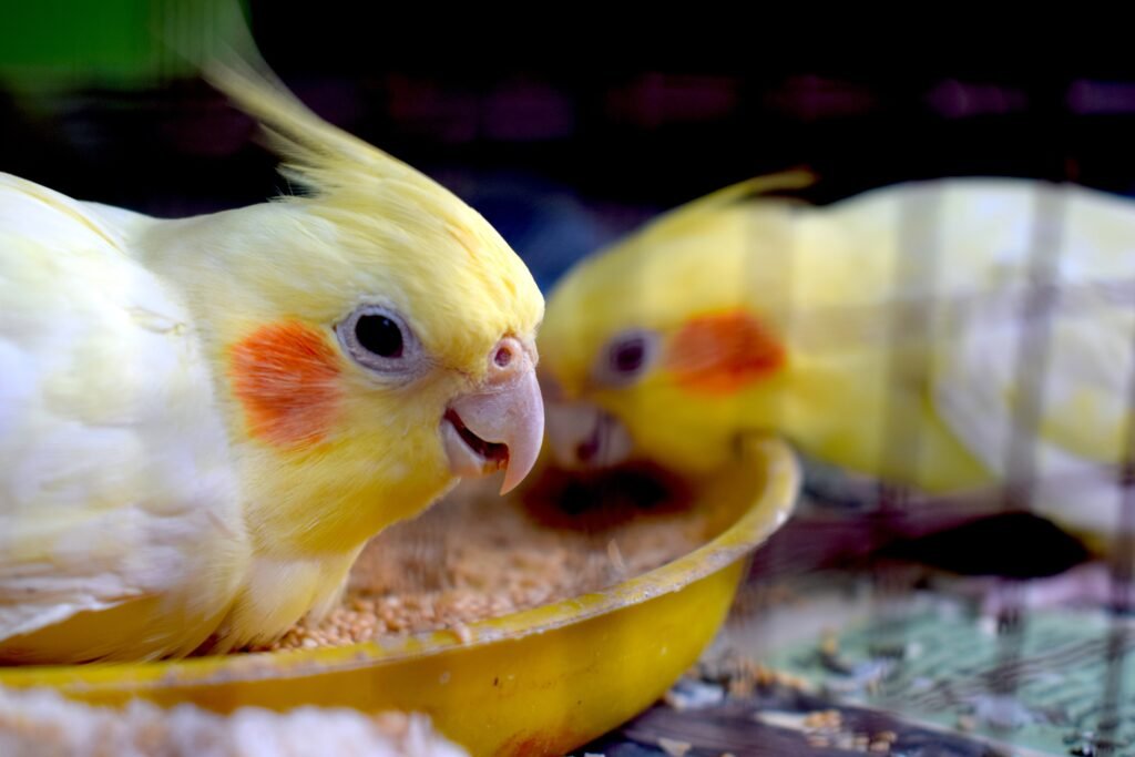 how cockatiel behaviour 