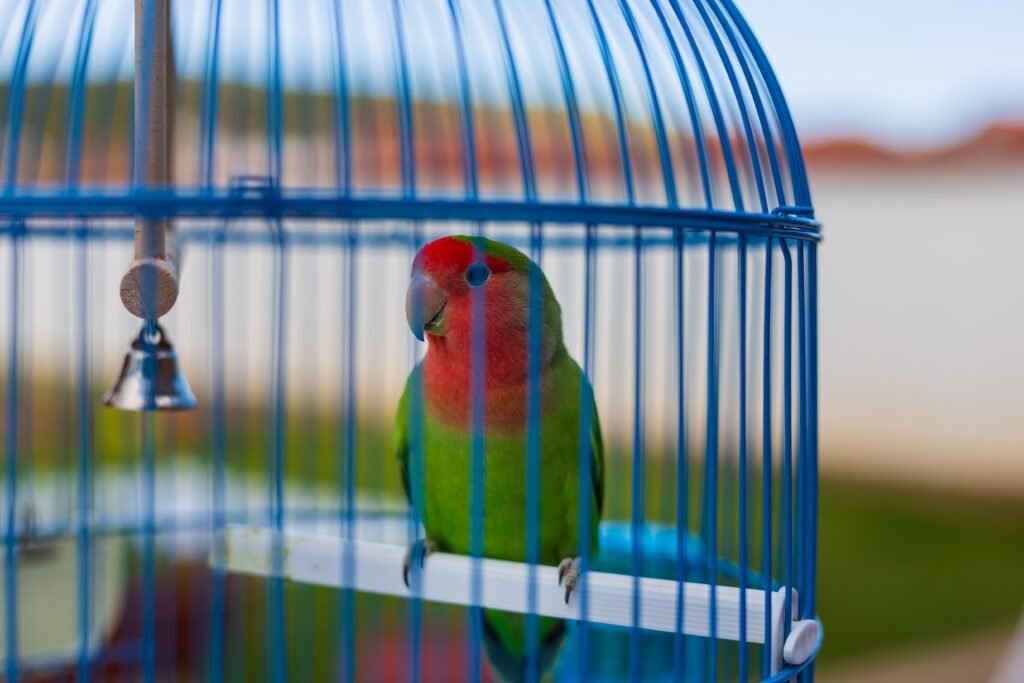 How to Attract Wild Lovebirds in Arizona