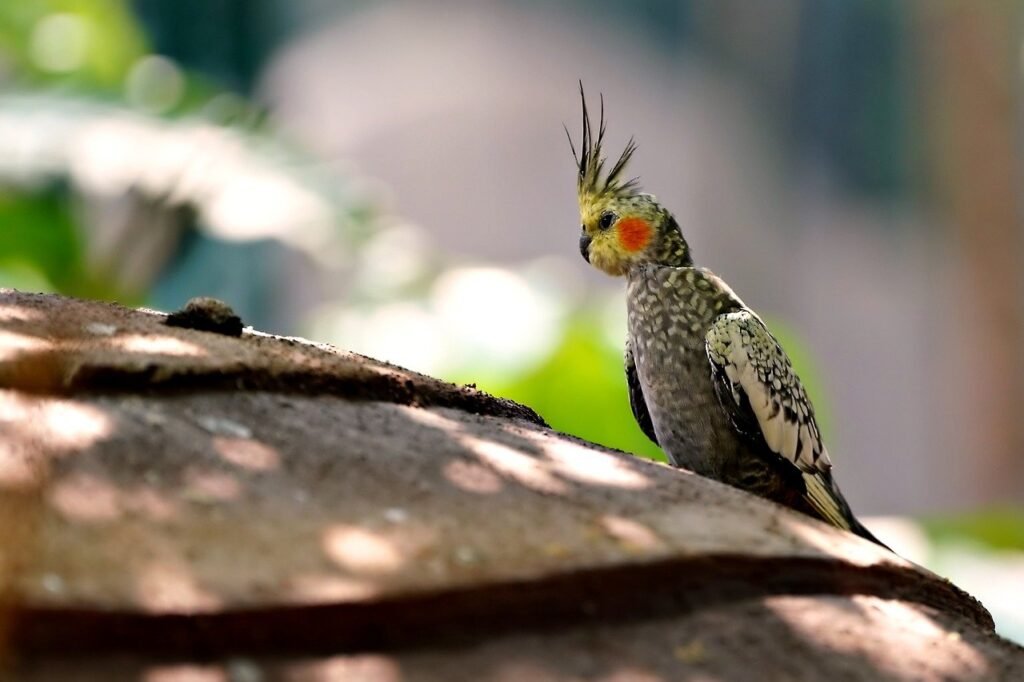 Train a Cockatiel