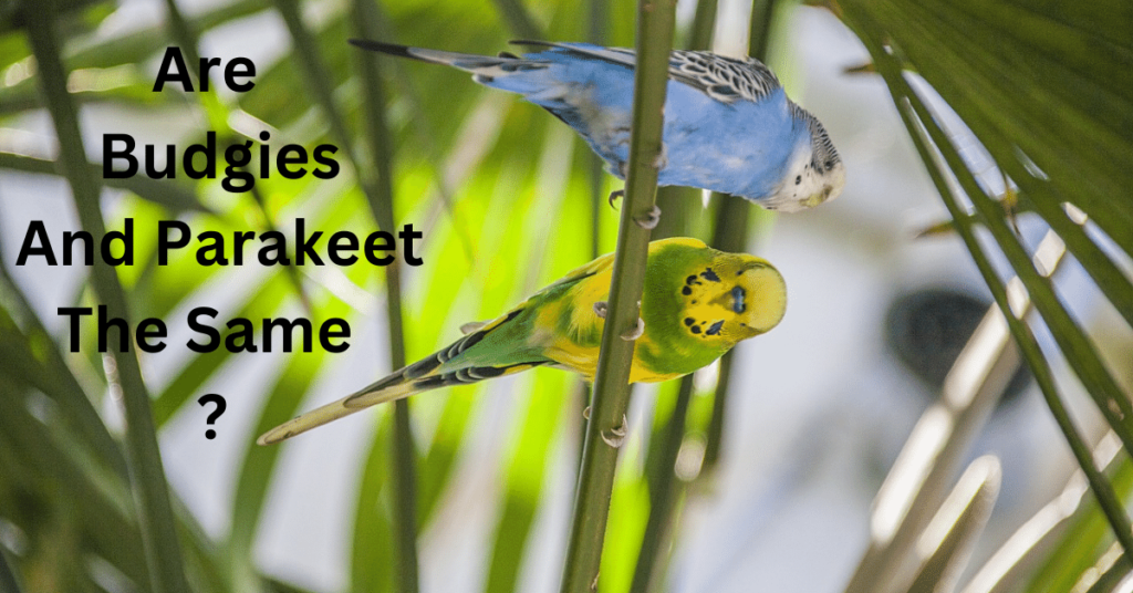 Are budgies and parakeet the same