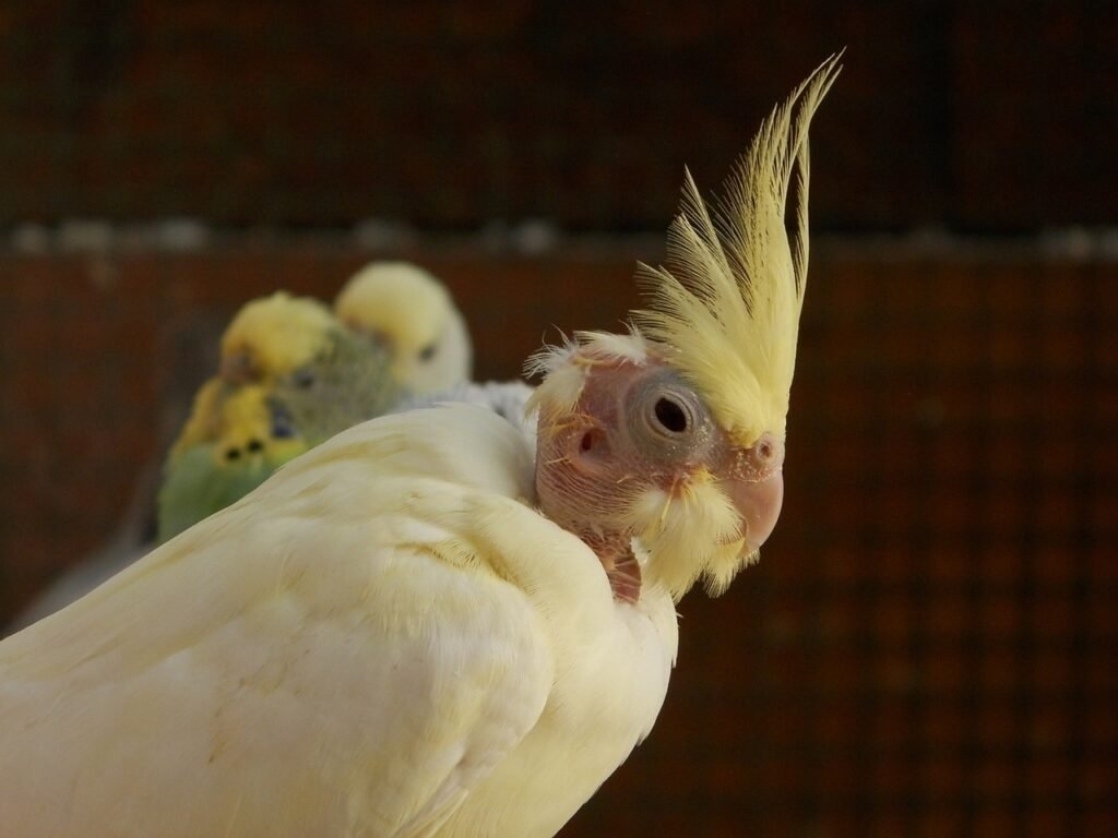 Care of a Cockatiel Chick