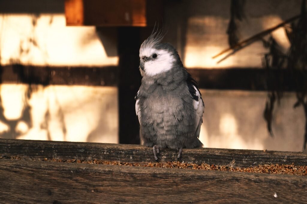 Care of a Cockatiel