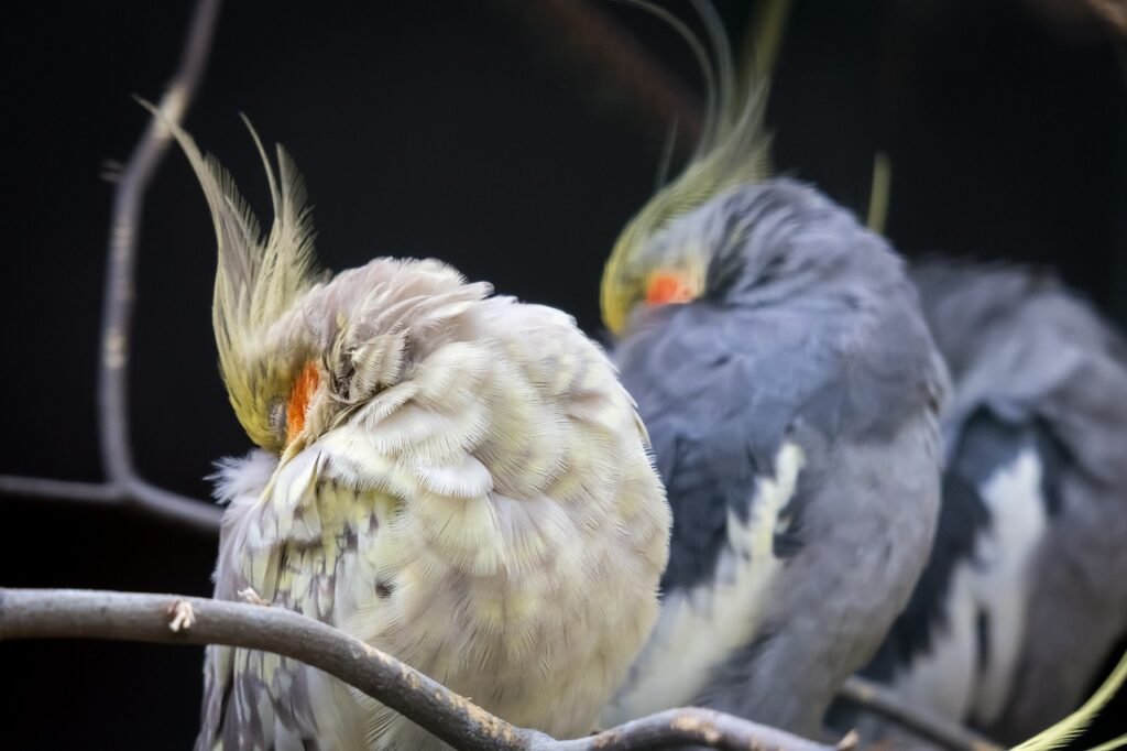 Molting Cockatiel