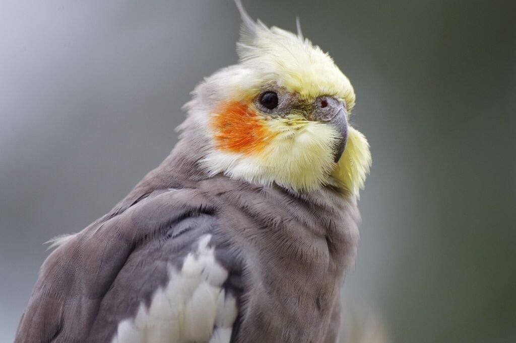 Tame a Cockatiel