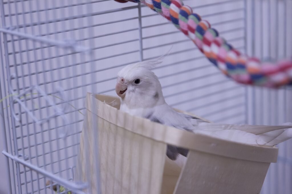 Cockatiel Sitting in His Food Dish