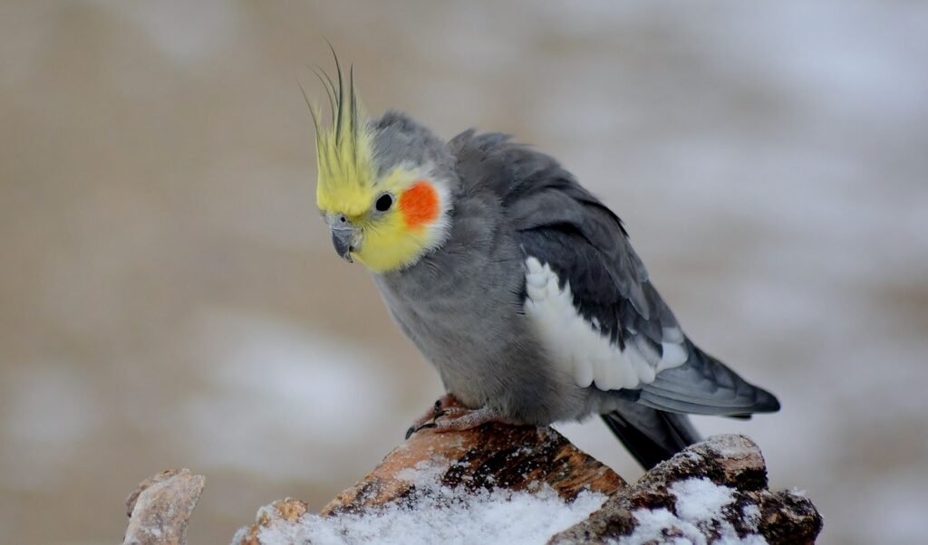 Cockatiel Hiss