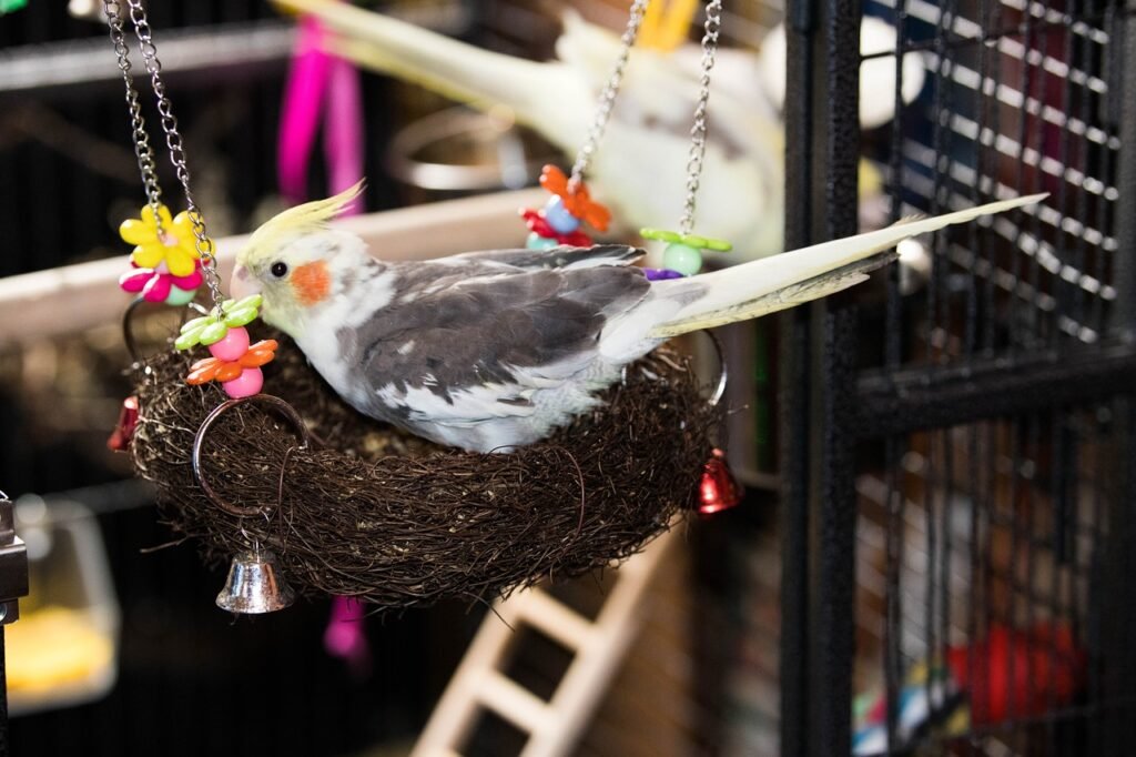 Cockatiel Diet During Egg Laying