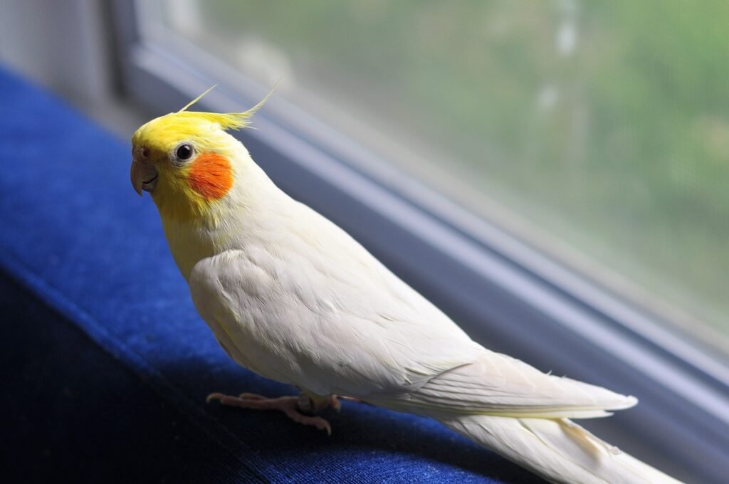 Cockatiel Lay Eggs