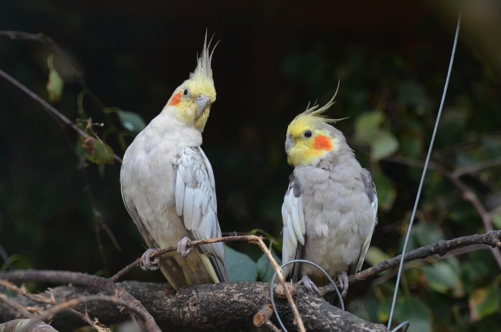 Cockatiel is Sick