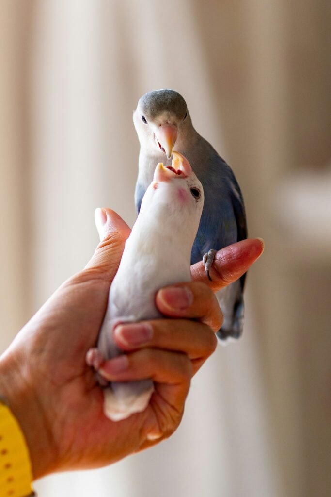 How can I build a strong bond with my Blue Masked Lovebird?