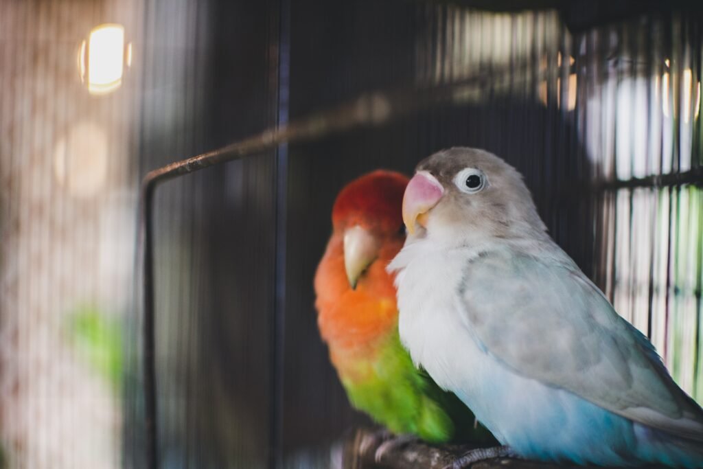 What type of housing do lovebirds require?