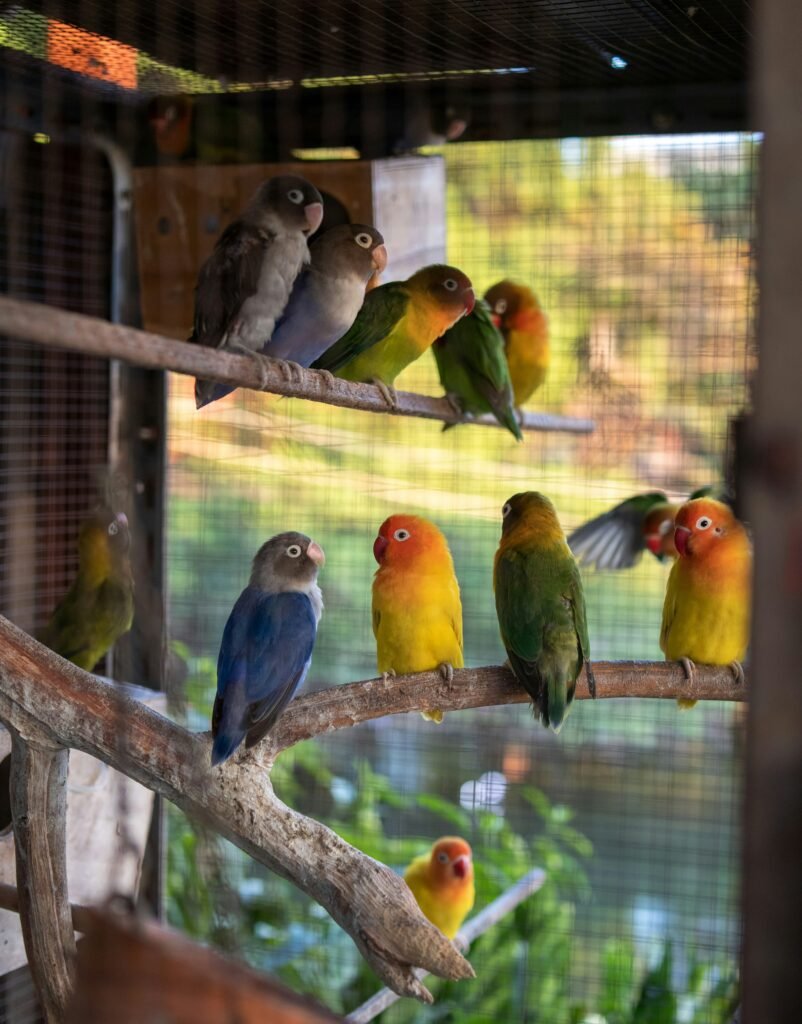 Why Nesting Material is Important for Lovebirds