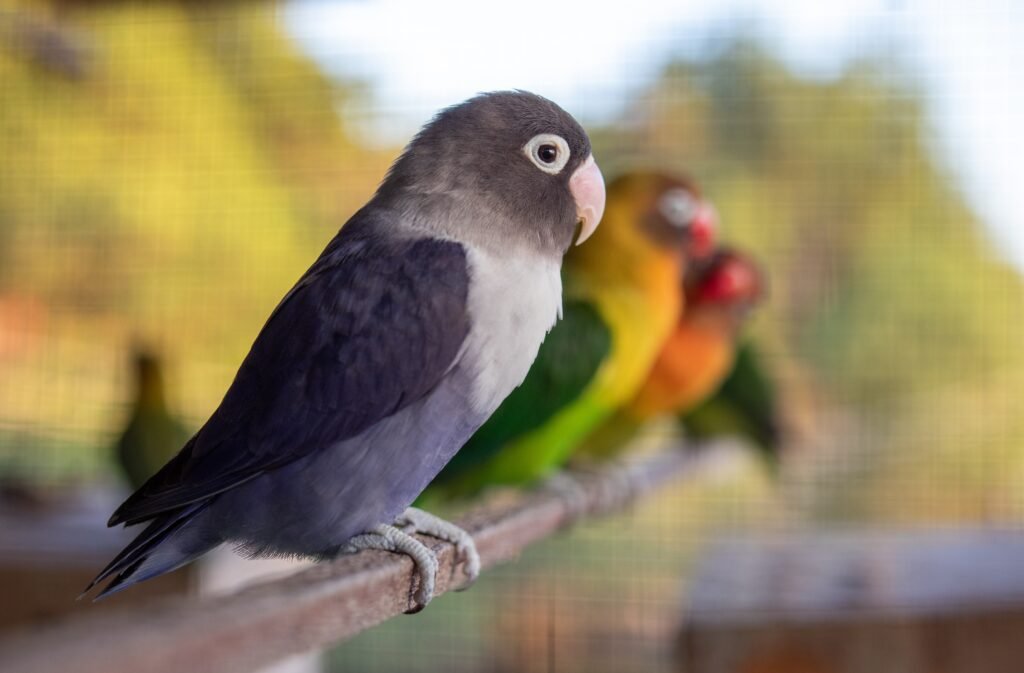 Understanding Lovebird Reproduction