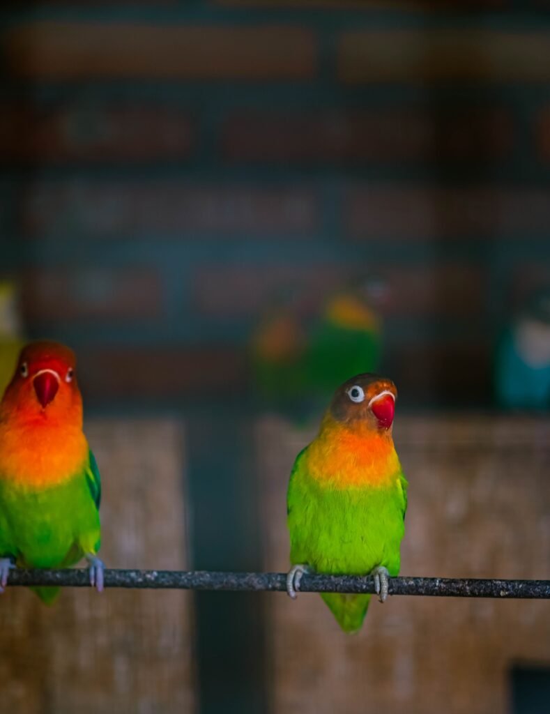 Nesting Materials for Lovebirds