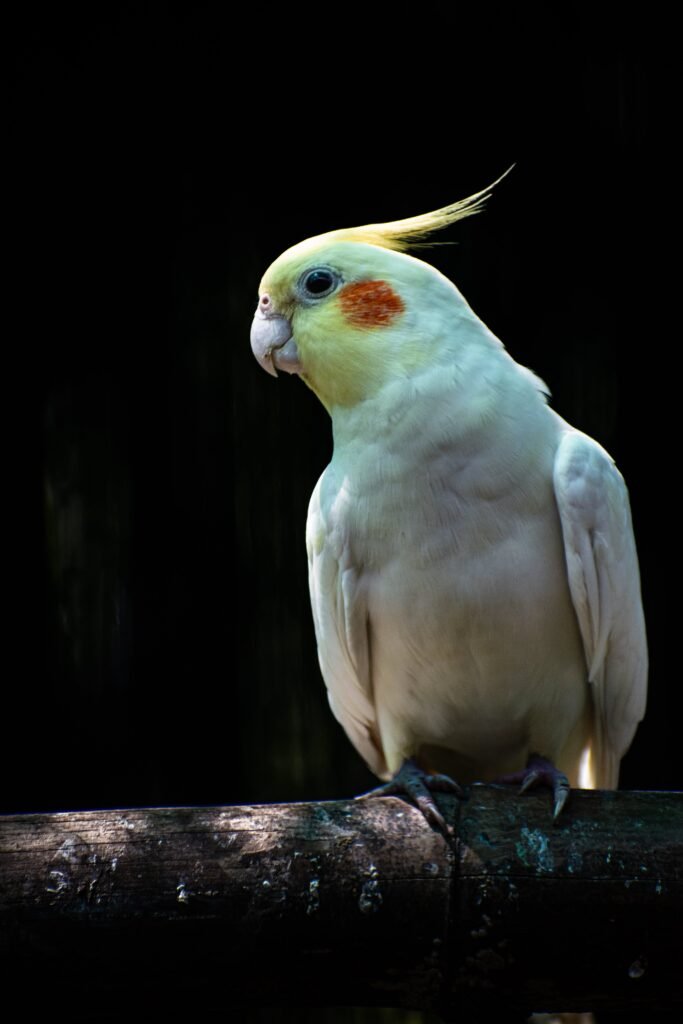 Cockatiels enjoy bathing 