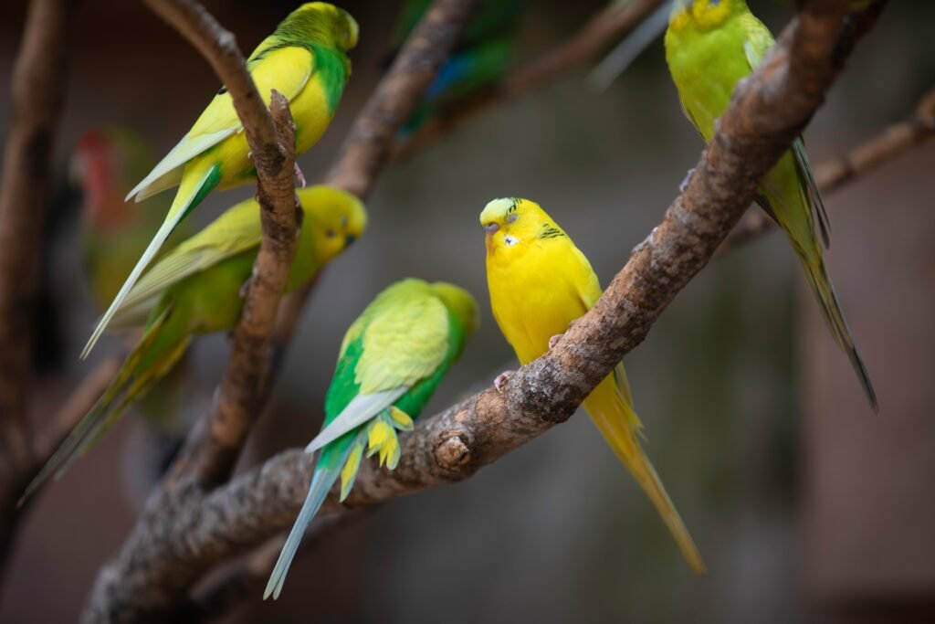 
Why Are My Budgies Fighting