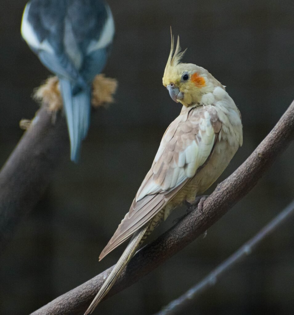 What should I do if my cockatiel screams for attention?