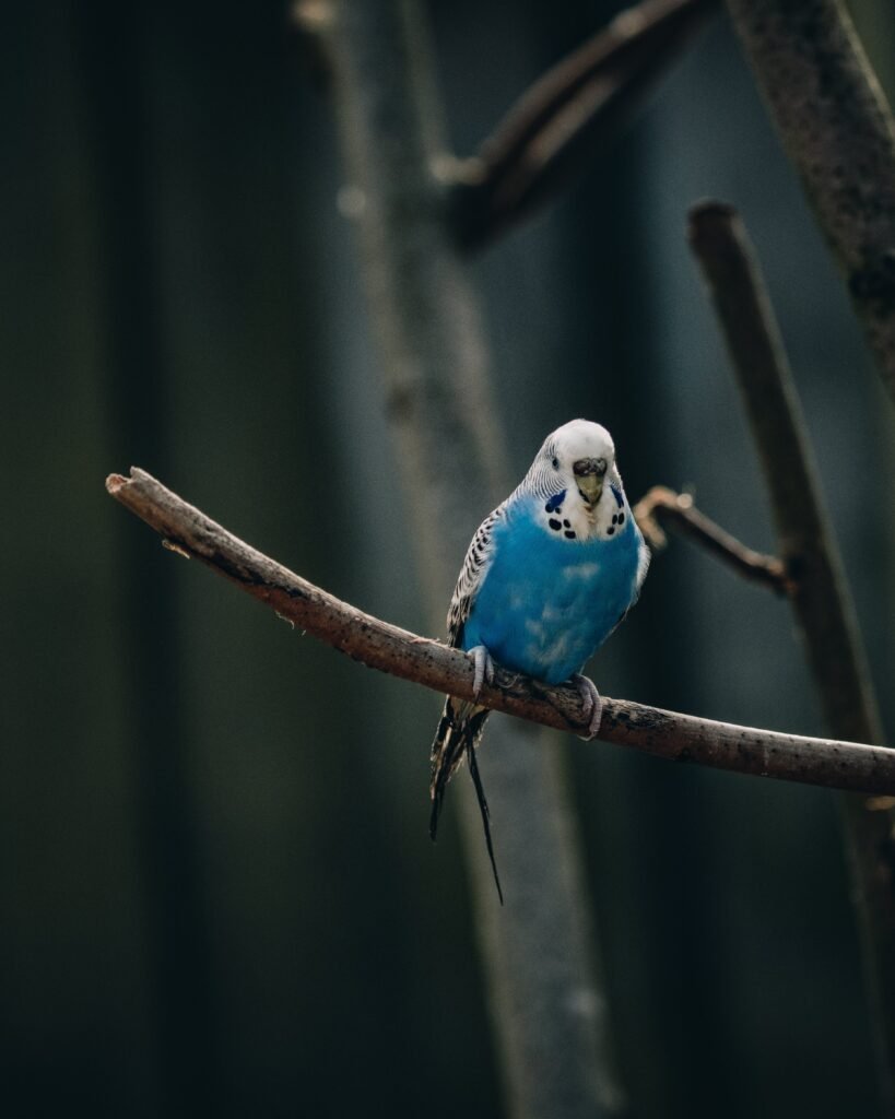 Why is separation important for baby budgies