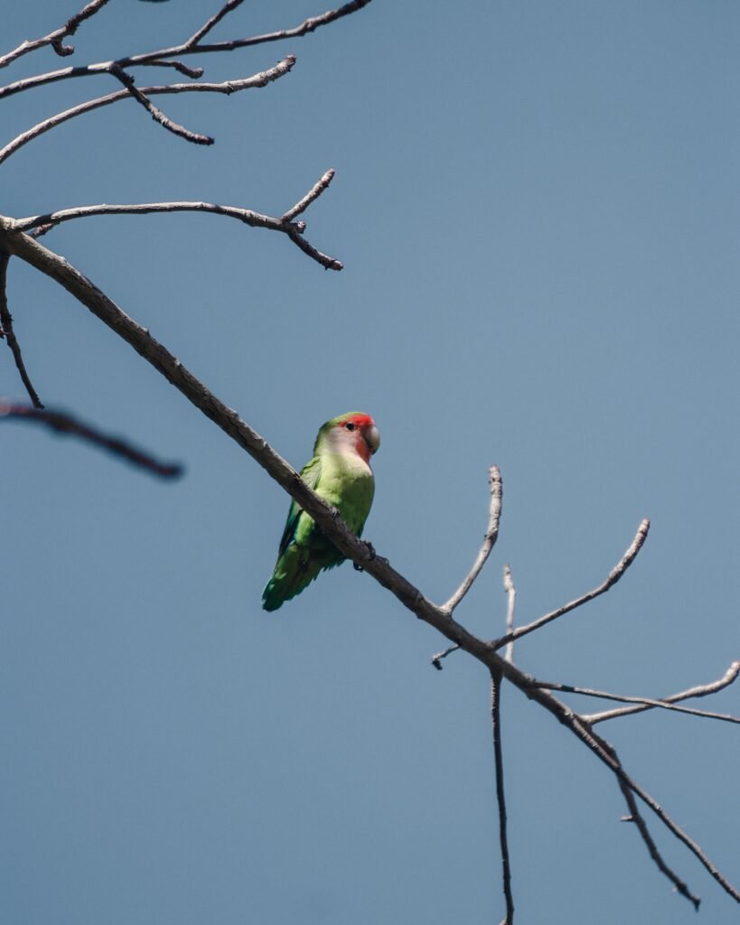 What size cage should I provide for my Blue Masked Lovebird?