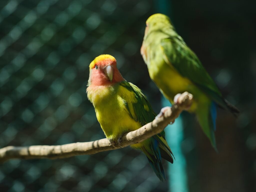 what birds can live with lovebirds