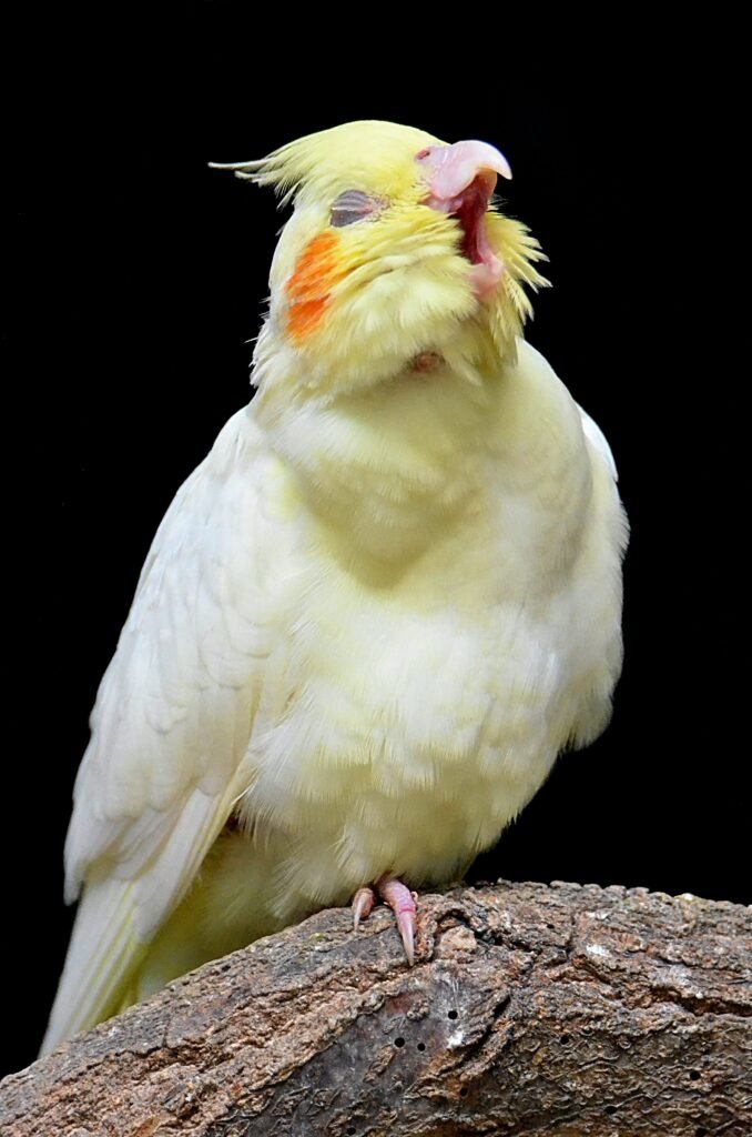 Why Clip Cockatiel Wings?