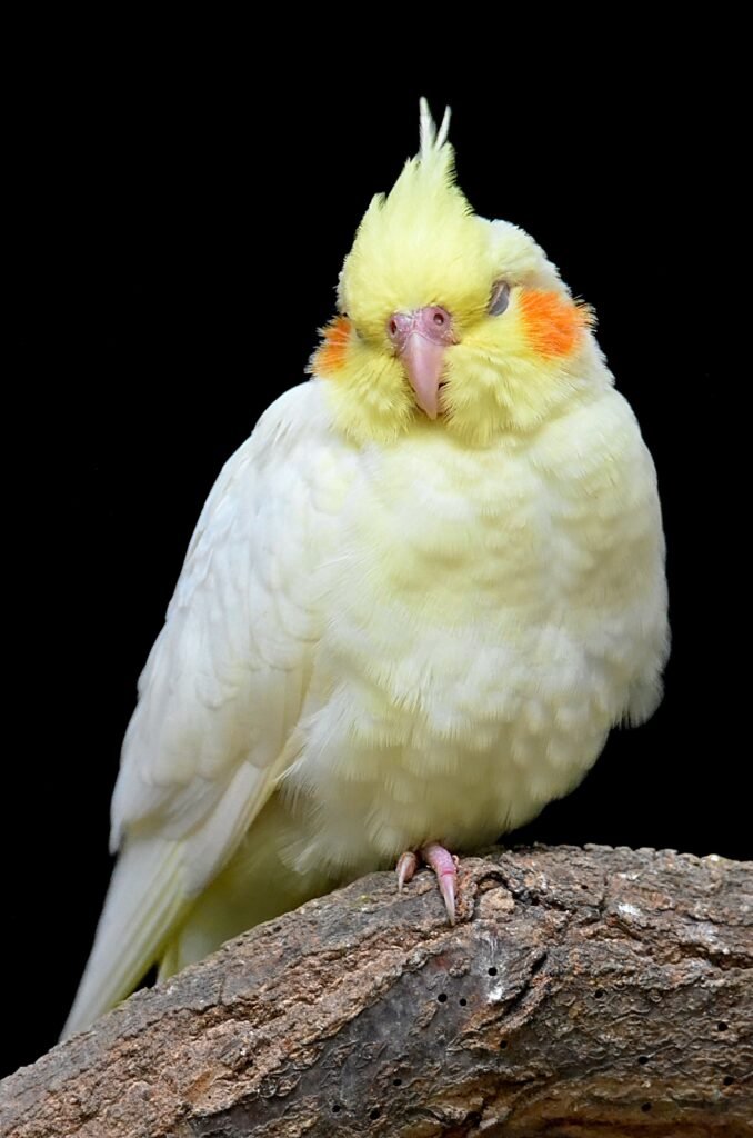 What to Do if Your Cockatiel is Puffed Up