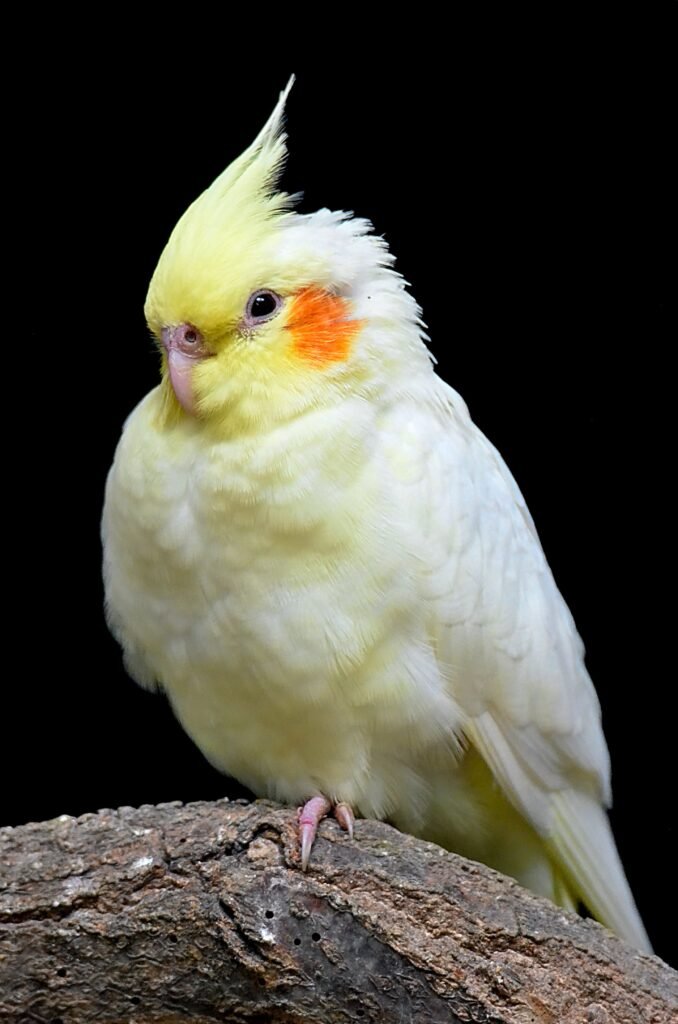 Why should I clip my cockatiel’s wings? 