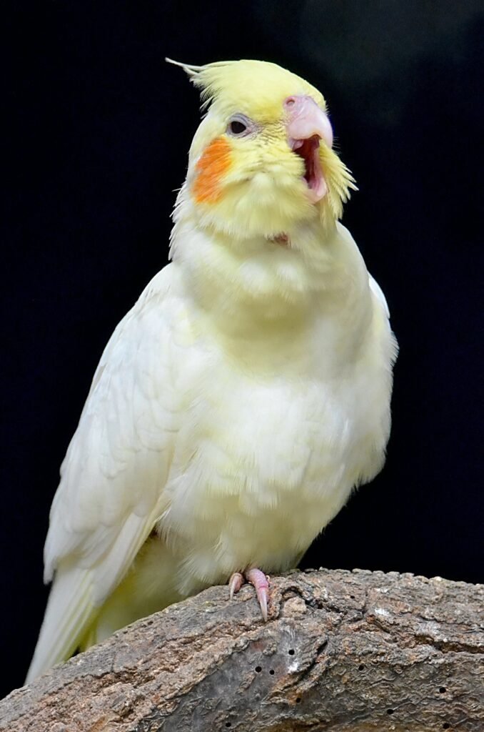 Caring for Pearl Cockatiels