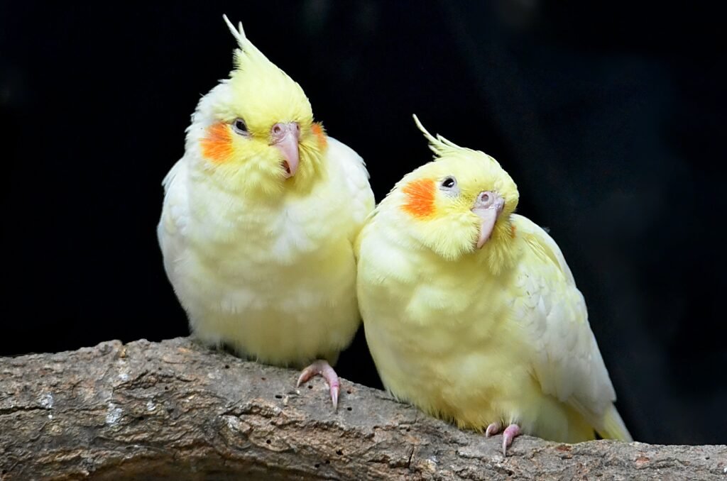 The Beauty of Pearl Cockatiels: A Comprehensive Guide