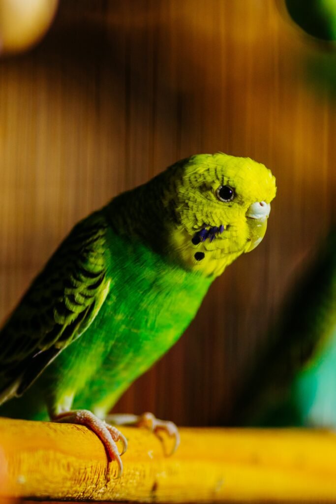 Understanding Budgie Behavior and Body Language