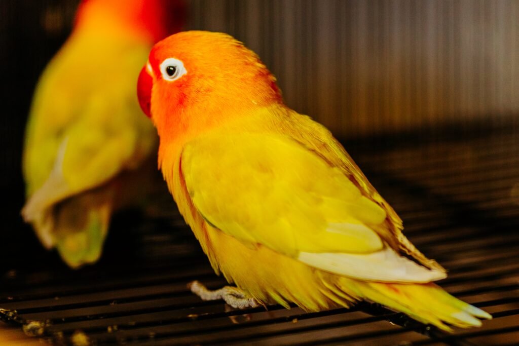 Lovebird look like 