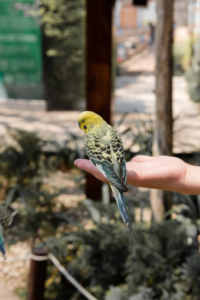 Can Budgies Safely Consume Oranges?