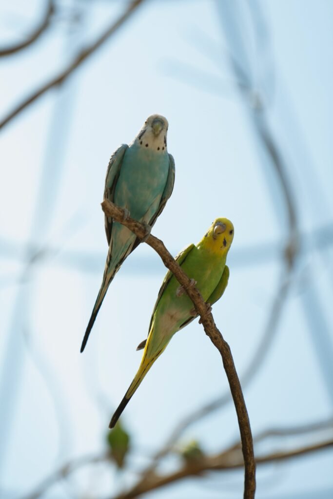 
Why Are My Budgies Fighting