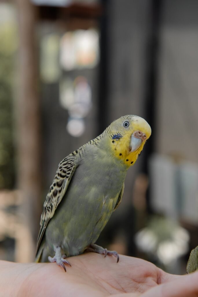  What Vegetables Can Budgies Eat