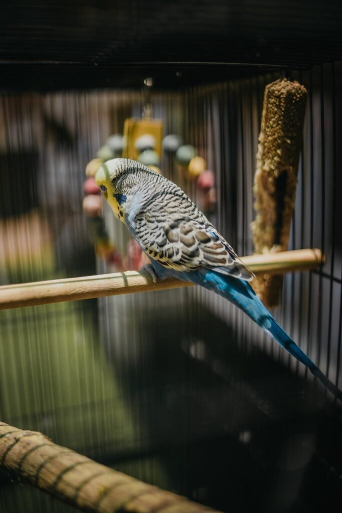  Can Budgies Eat Oranges?