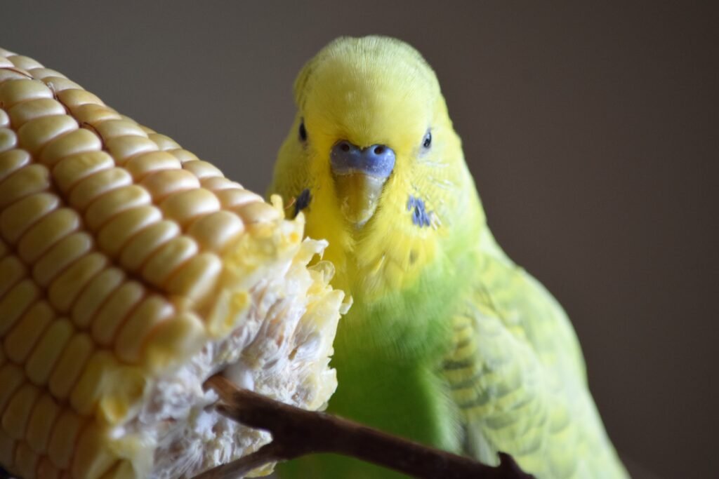  What Vegetables Can Budgies Eat