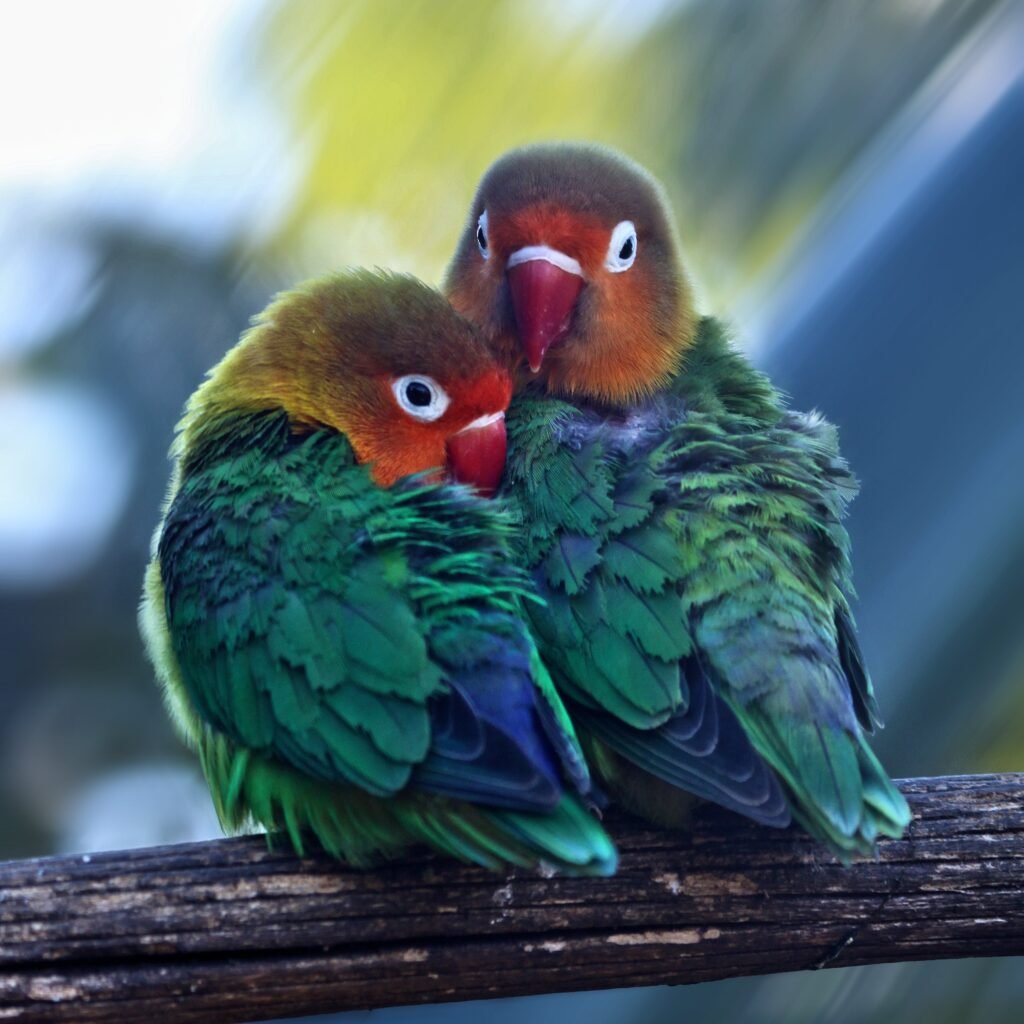 Socializing with Your Lovebird