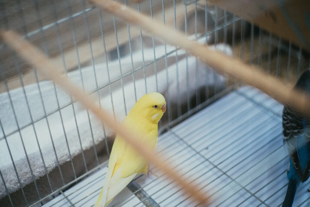 How can I tell if my budgie is ready for training?