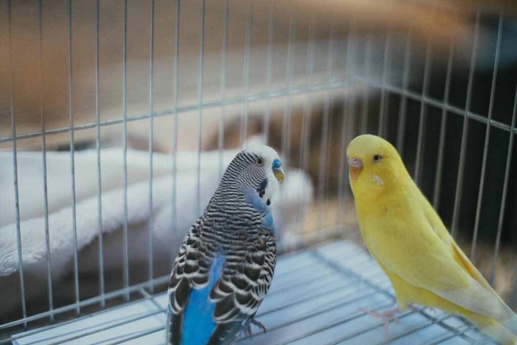 Why is Separation Important for birds 