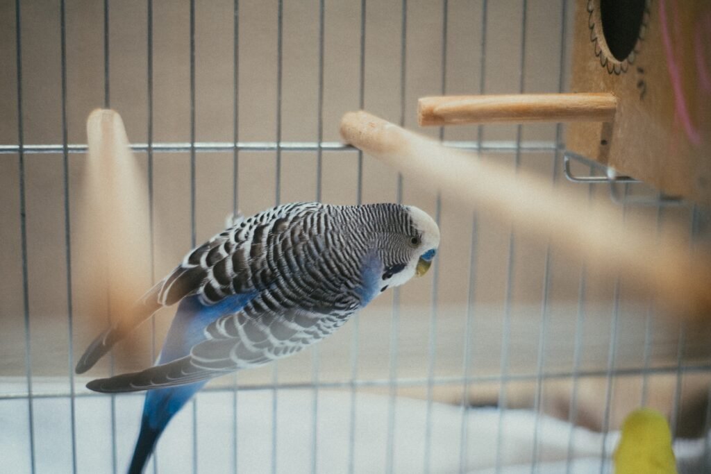 How can I create a peaceful sleeping environment for my budgie