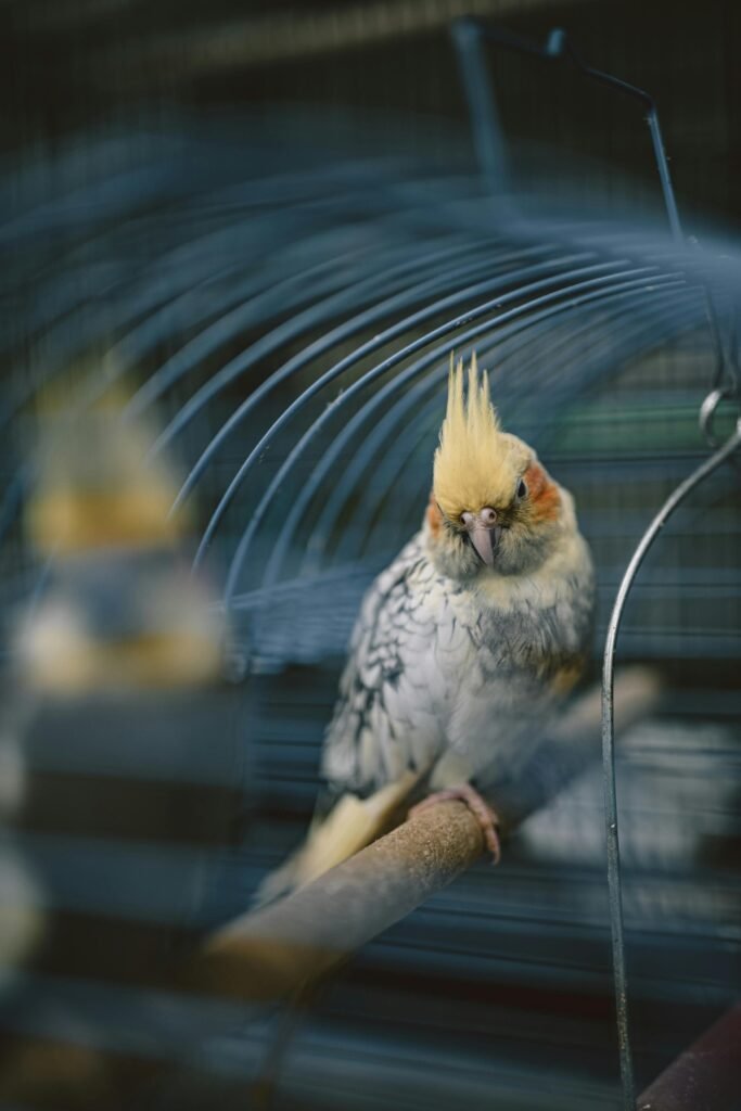 What is the average lifespan of a cockatiel bird?