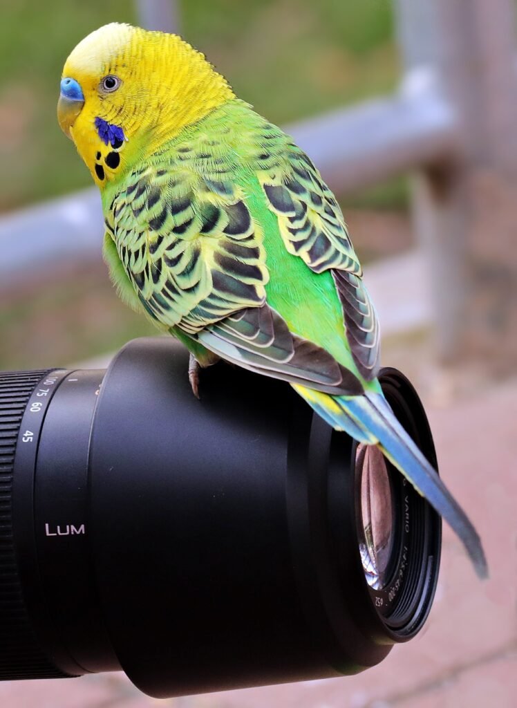 Understanding Head-Bobbing in Budgies