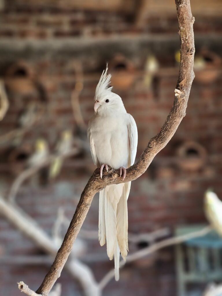 Average Lifespan of Cockatiels