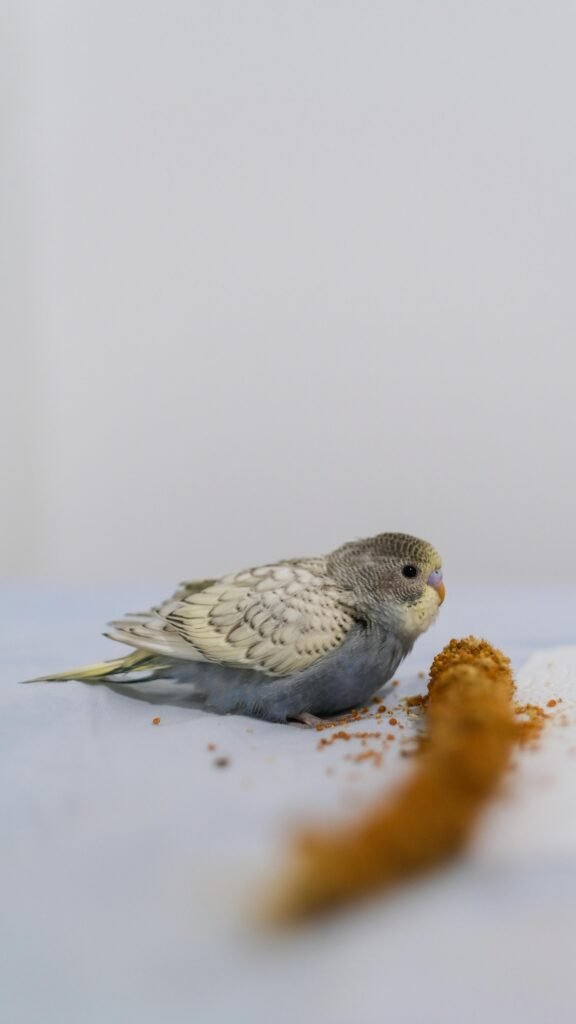  How Long Do Budgies Live