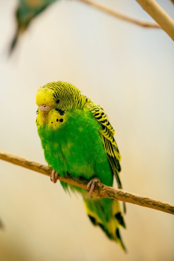 sign of hunger your budgies birds