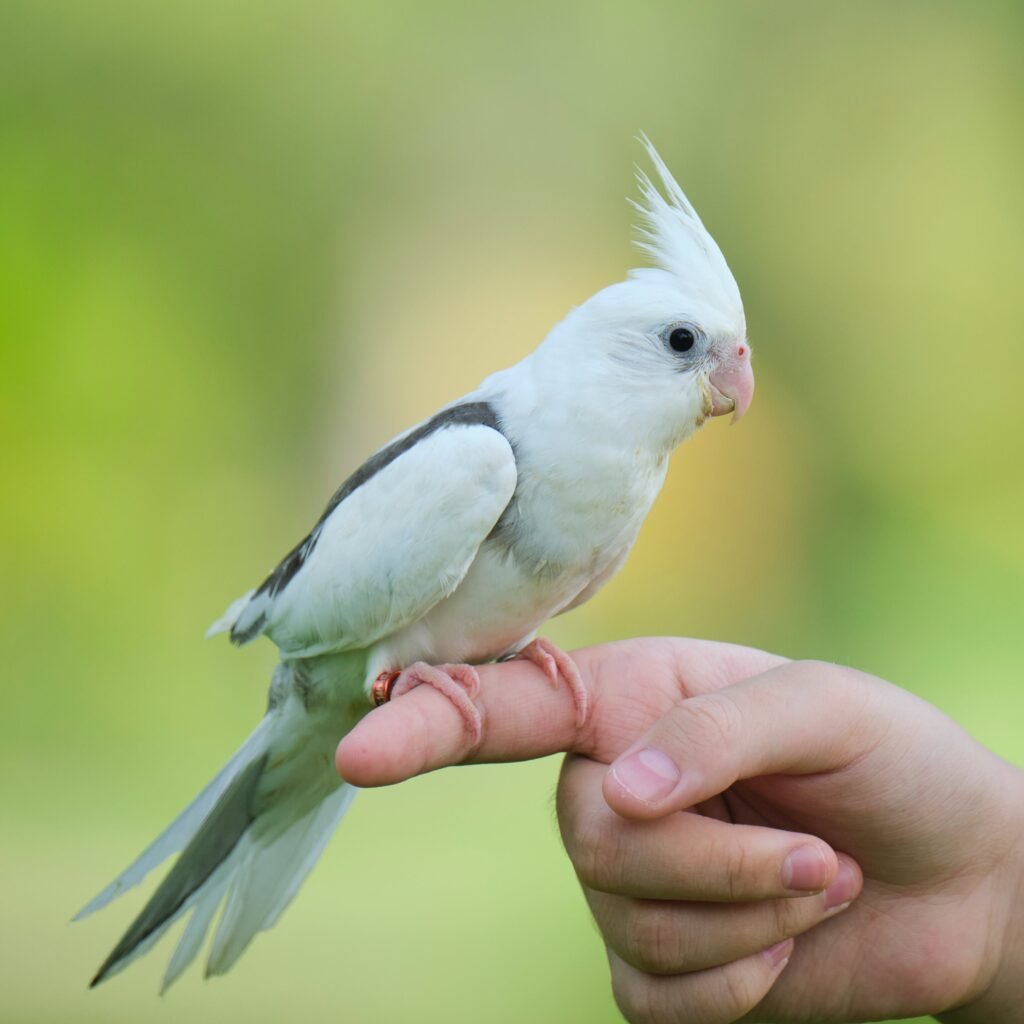 How Long Does a Cockatiel Bird Live?