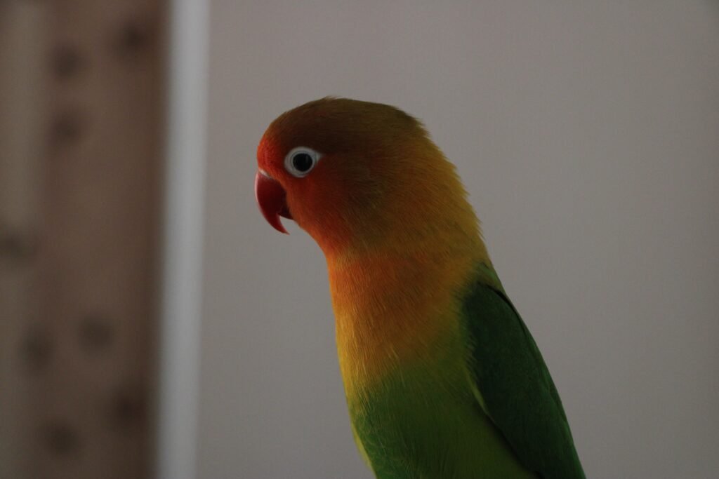 What is the most reliable method to determine the gender of my lovebird?