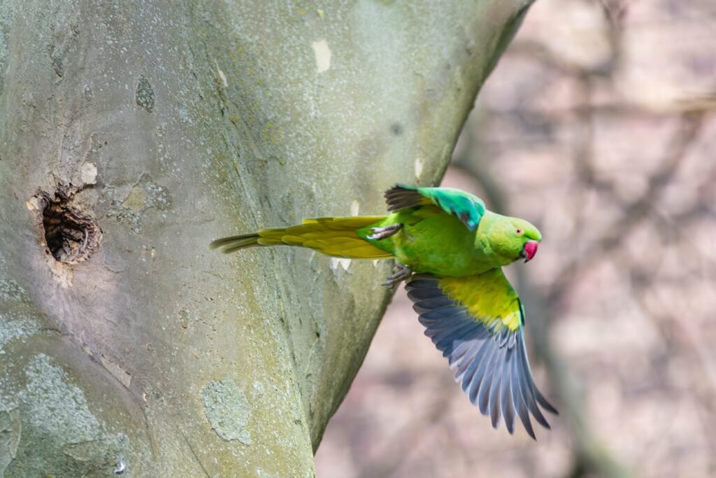 Different Types of Parakeets