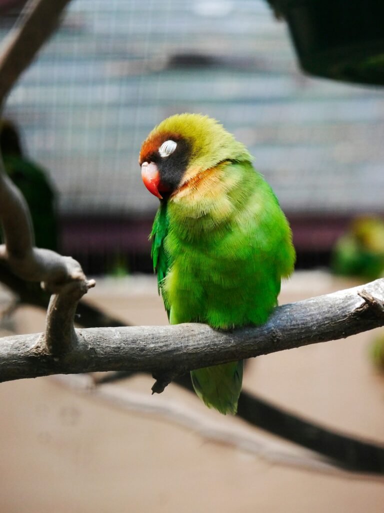 Is chocolate safe for lovebirds?