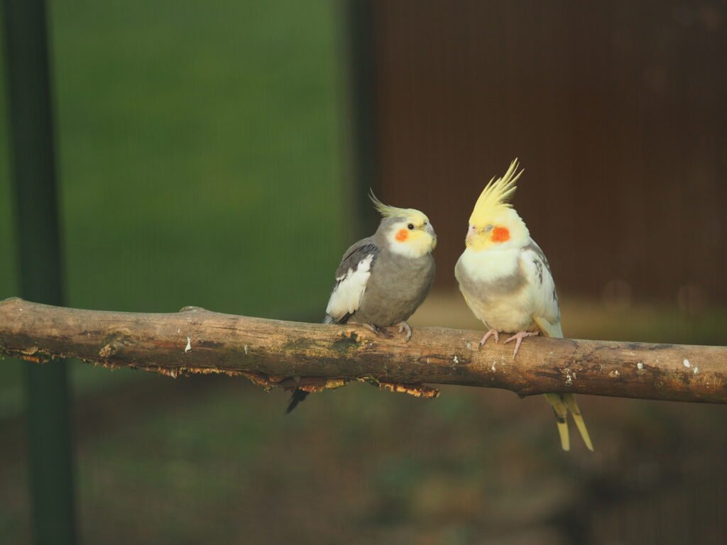 Cockatiel Sounds